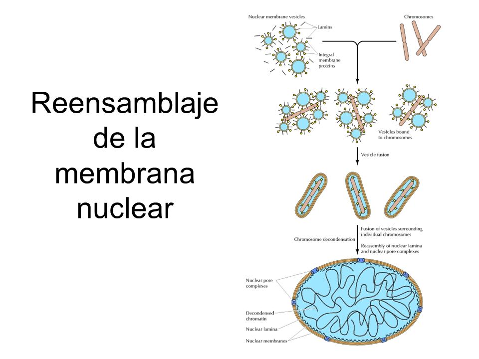 Reensamblaje de la membrana nuclear