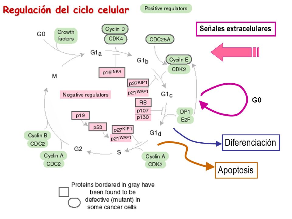 Regulación del ciclo celular