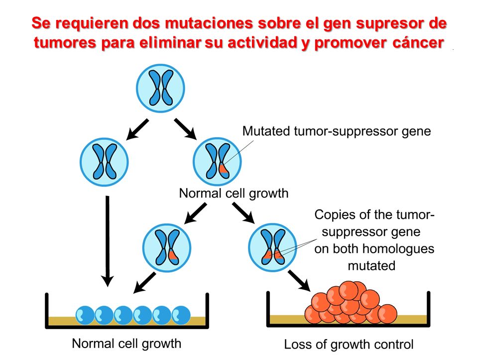 Se requieren dos mutaciones sobre el gen supresor de tumores para eliminar su actividad y promover cáncer