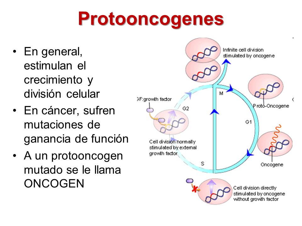 Protooncogenes En general, estimulan el crecimiento y división celular