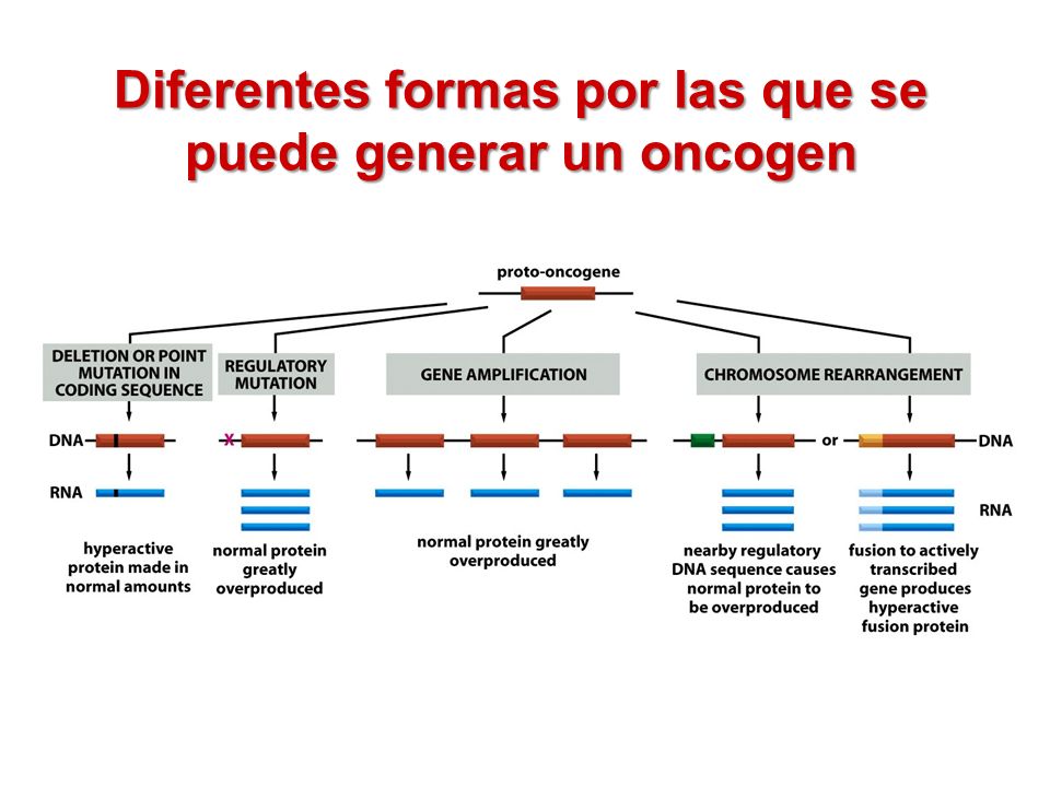 Diferentes formas por las que se puede generar un oncogen