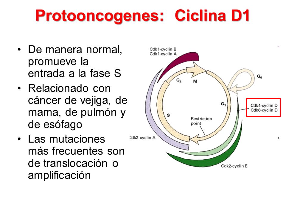 Protooncogenes: Ciclina D1