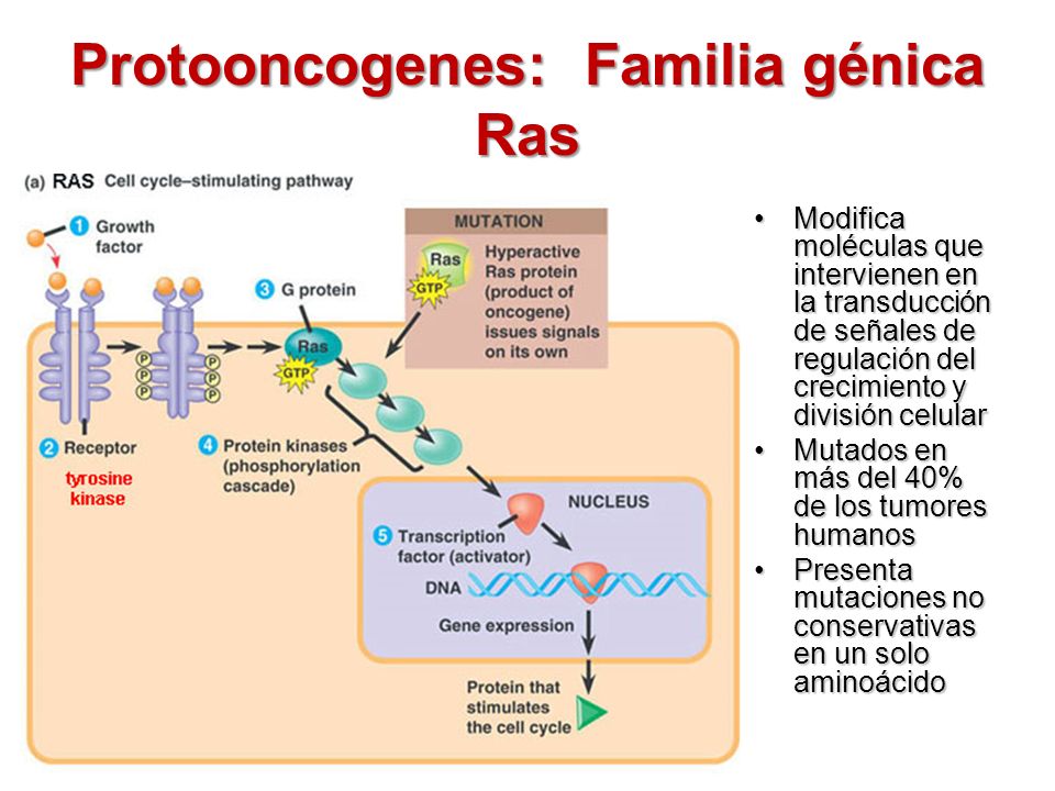 Protooncogenes: Familia génica Ras