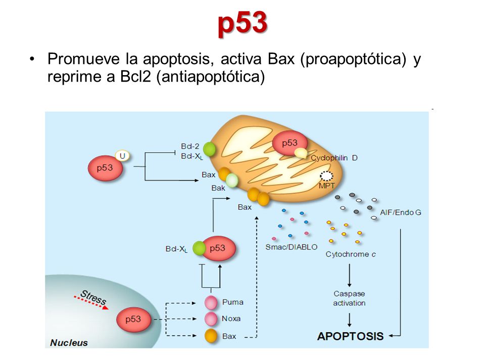 p53 Promueve la apoptosis, activa Bax (proapoptótica) y reprime a Bcl2 (antiapoptótica)
