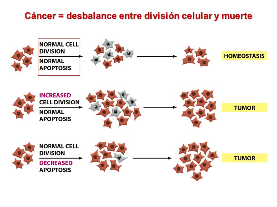 Cáncer = desbalance entre división celular y muerte