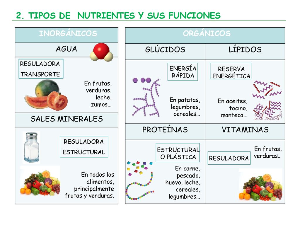 2. TIPOS DE NUTRIENTES Y SUS FUNCIONES
