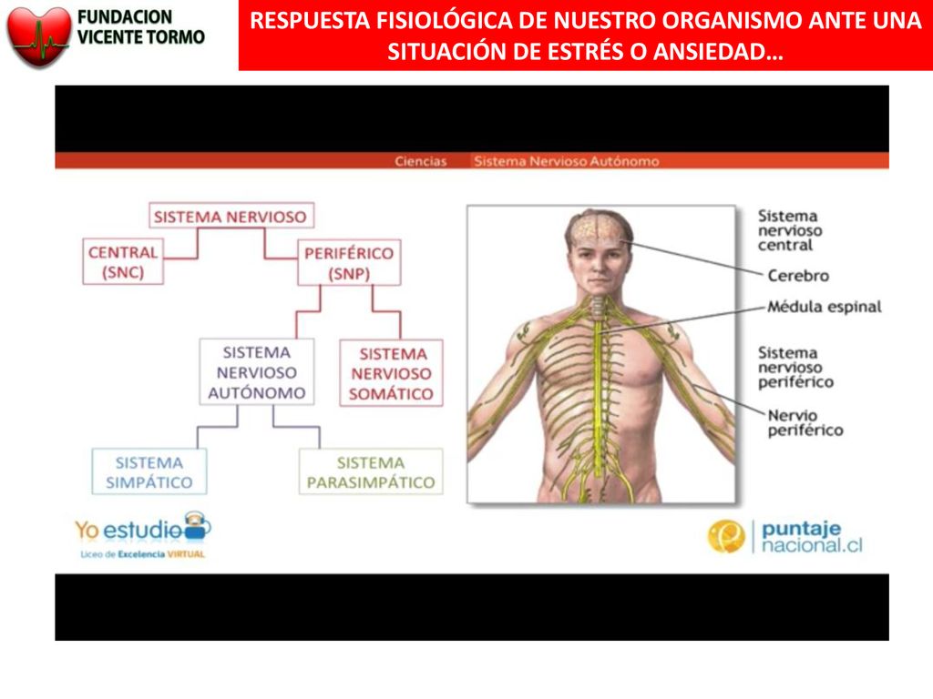 RESPUESTA FISIOLÓGICA DE NUESTRO ORGANISMO ANTE UNA SITUACIÓN DE ESTRÉS O ANSIEDAD…