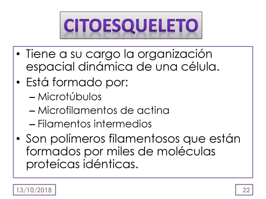 CITOESQUELETO Tiene a su cargo la organización espacial dinámica de una célula. Está formado por: Microtúbulos.