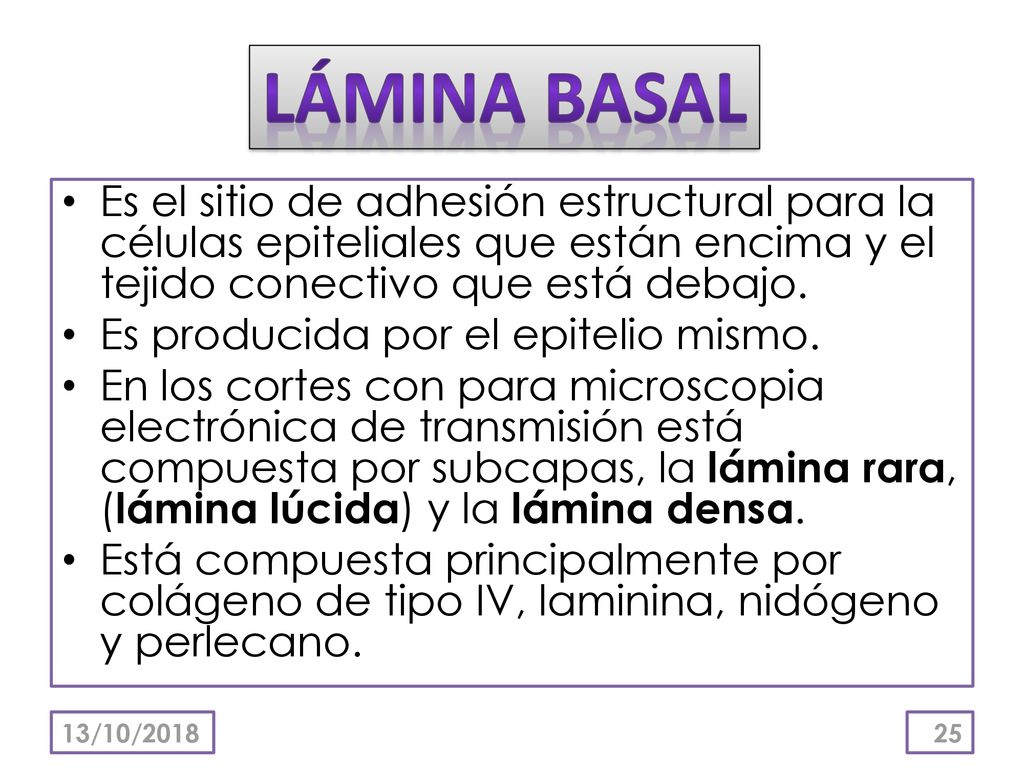 LÁMINA BASAL Es el sitio de adhesión estructural para la células epiteliales que están encima y el tejido conectivo que está debajo.