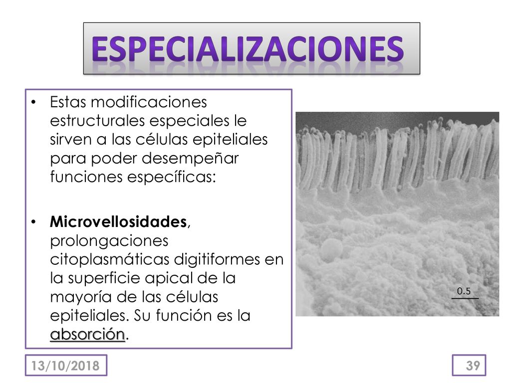 ESPECIALIZACIONES Estas modificaciones estructurales especiales le sirven a las células epiteliales para poder desempeñar funciones específicas: