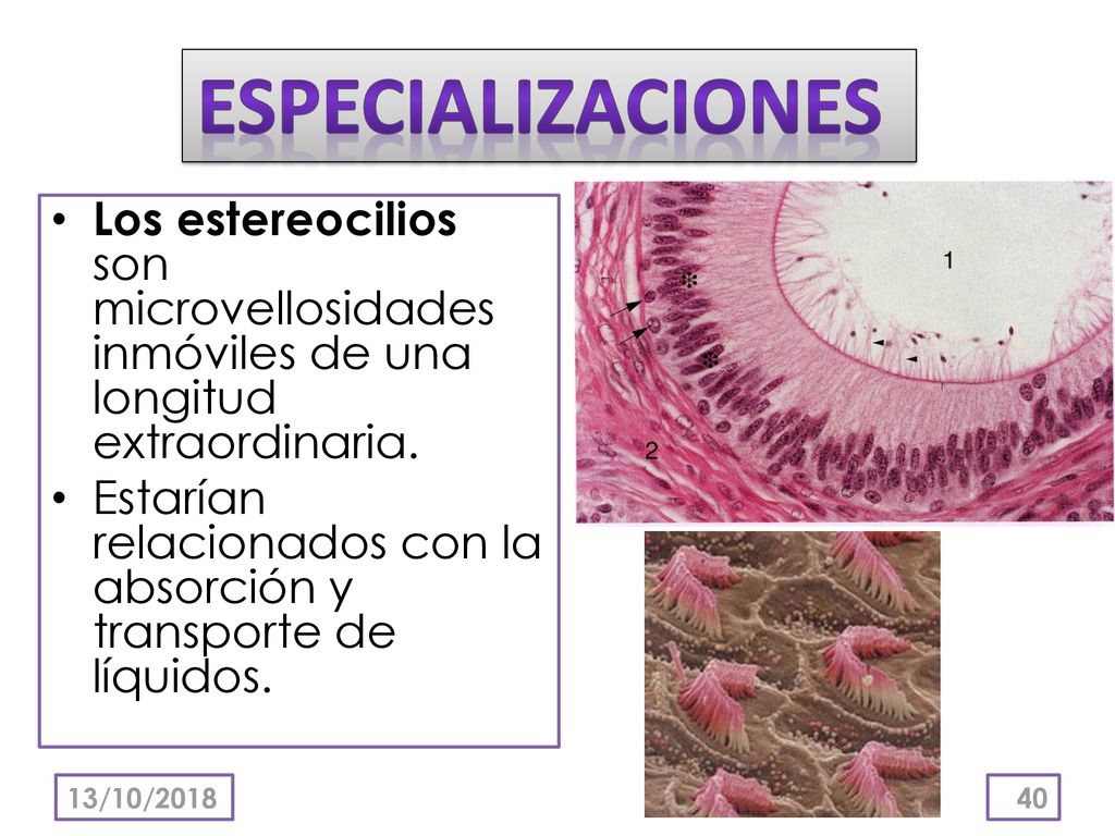 ESPECIALIZACIONES Los estereocilios son microvellosidades inmóviles de una longitud extraordinaria.