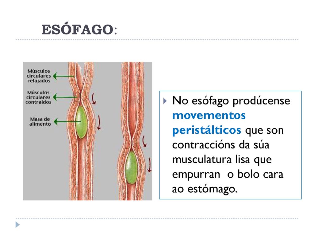ESÓFAGO: No esófago prodúcense movementos peristálticos que son contraccións da súa musculatura lisa que empurran o bolo cara ao estómago.