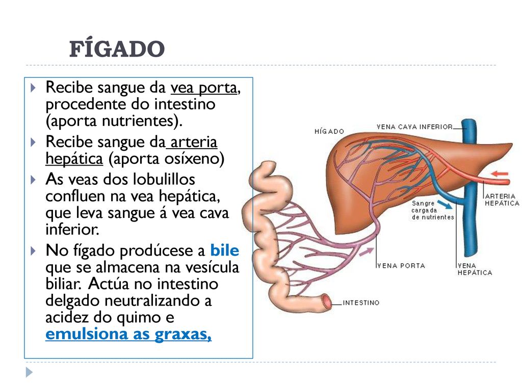 FÍGADO Recibe sangue da vea porta, procedente do intestino (aporta nutrientes). Recibe sangue da arteria hepática (aporta osíxeno)