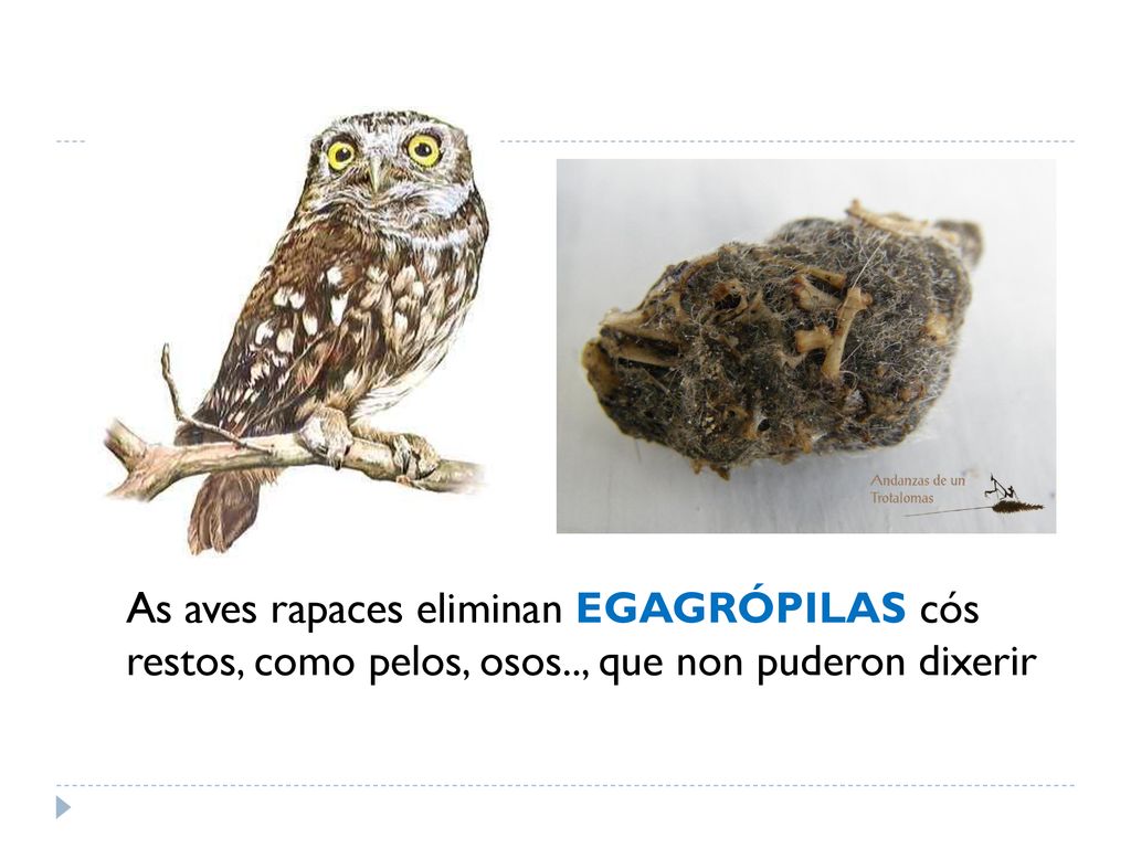 As aves rapaces eliminan EGAGRÓPILAS cós restos, como pelos, osos