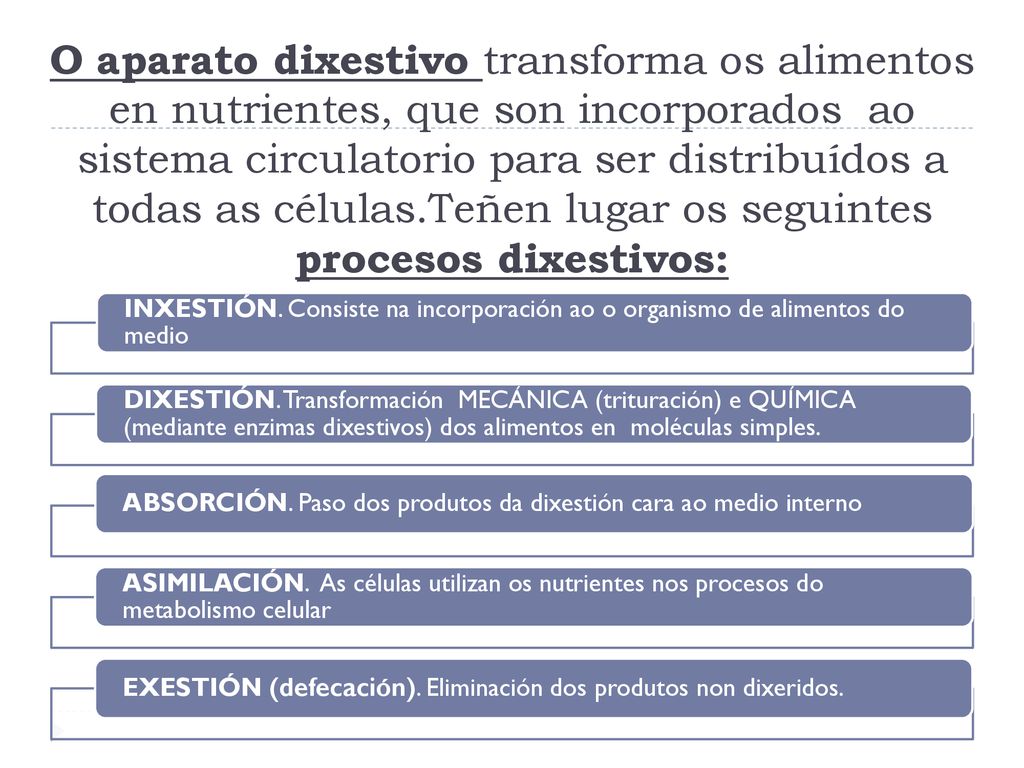O aparato dixestivo transforma os alimentos en nutrientes, que son incorporados ao sistema circulatorio para ser distribuídos a todas as células.Teñen lugar os seguintes procesos dixestivos: