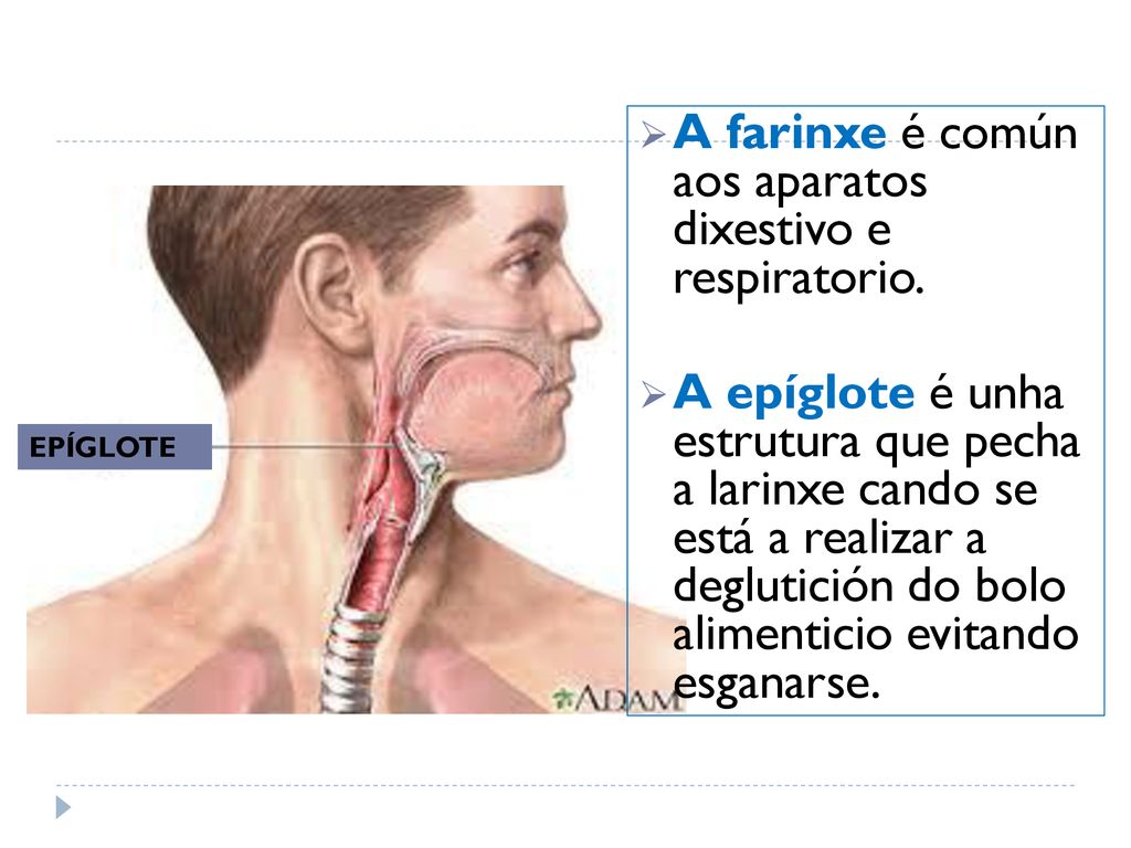 A farinxe é común aos aparatos dixestivo e respiratorio.