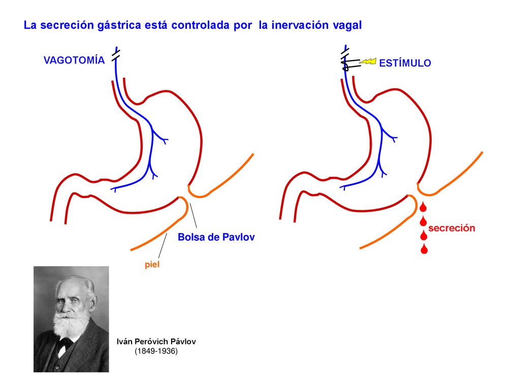 La secreción gástrica está controlada por la inervación vagal