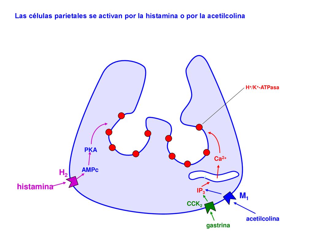 Las células parietales se activan por la histamina o por la acetilcolina