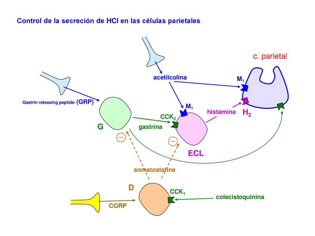 Control de la secreción de HCl en las células parietales