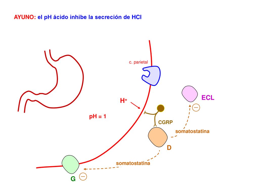 ECL H+ D G AYUNO: el pH ácido inhibe la secreción de HCl pH = 1 CGRP