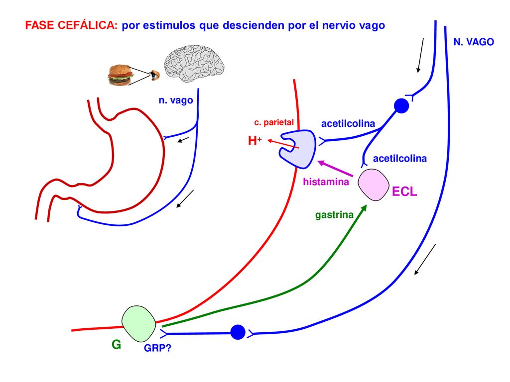 FASE CEFÁLICA: por estímulos que descienden por el nervio vago