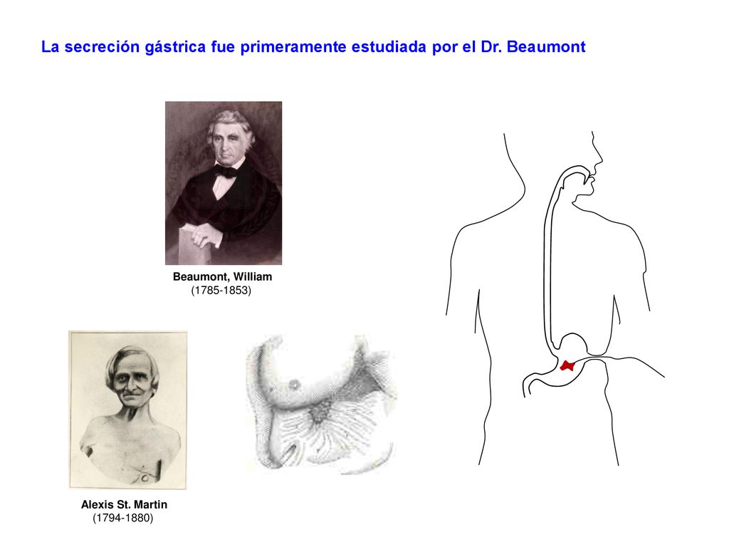 La secreción gástrica fue primeramente estudiada por el Dr. Beaumont