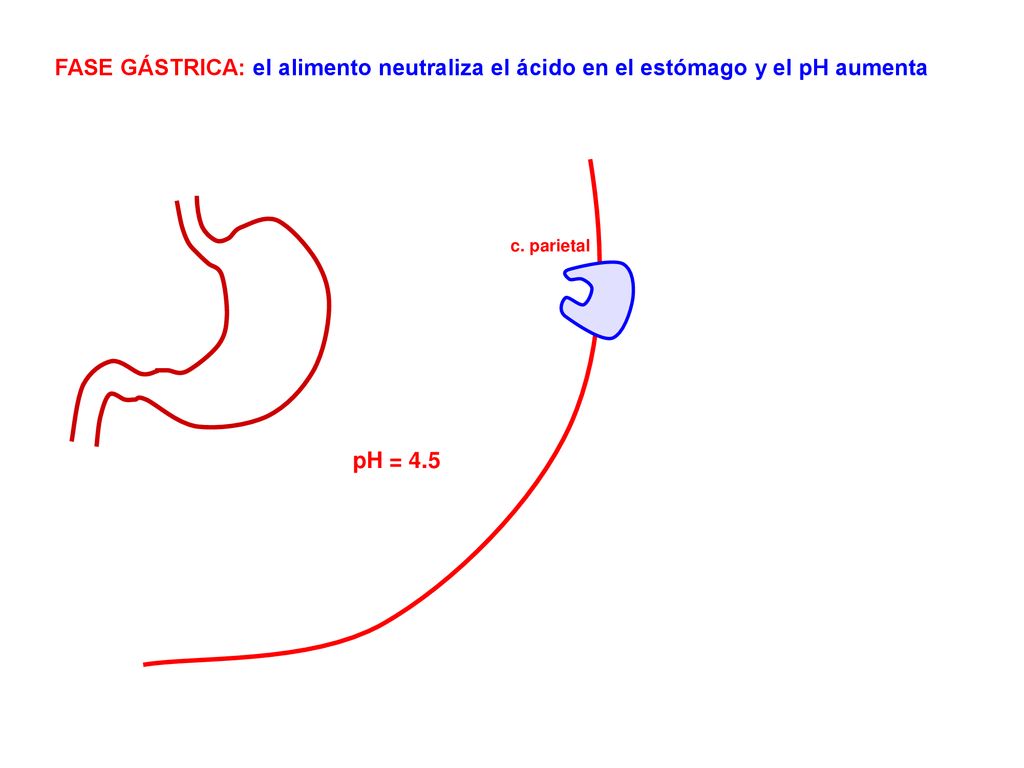 FASE GÁSTRICA: el alimento neutraliza el ácido en el estómago y el pH aumenta