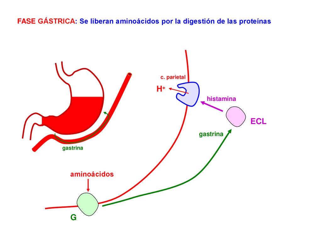 FASE GÁSTRICA: Se liberan aminoácidos por la digestión de las proteínas