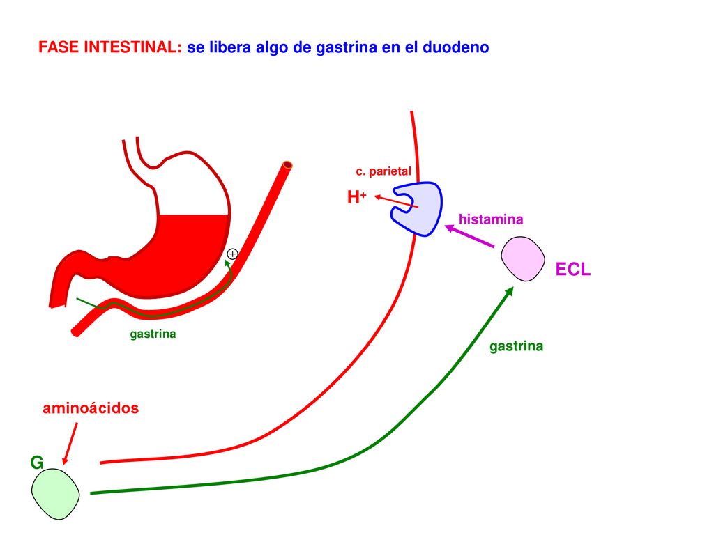 H+ ECL G FASE INTESTINAL: se libera algo de gastrina en el duodeno