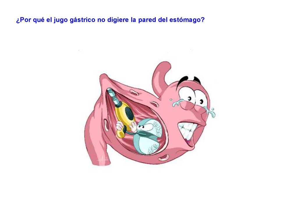 ¿Por qué el jugo gástrico no digiere la pared del estómago