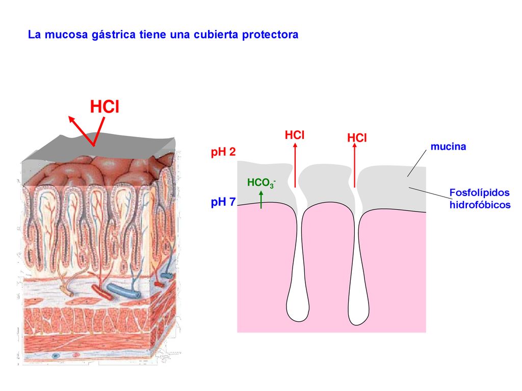 HCl La mucosa gástrica tiene una cubierta protectora HCl HCl pH 2 pH 7