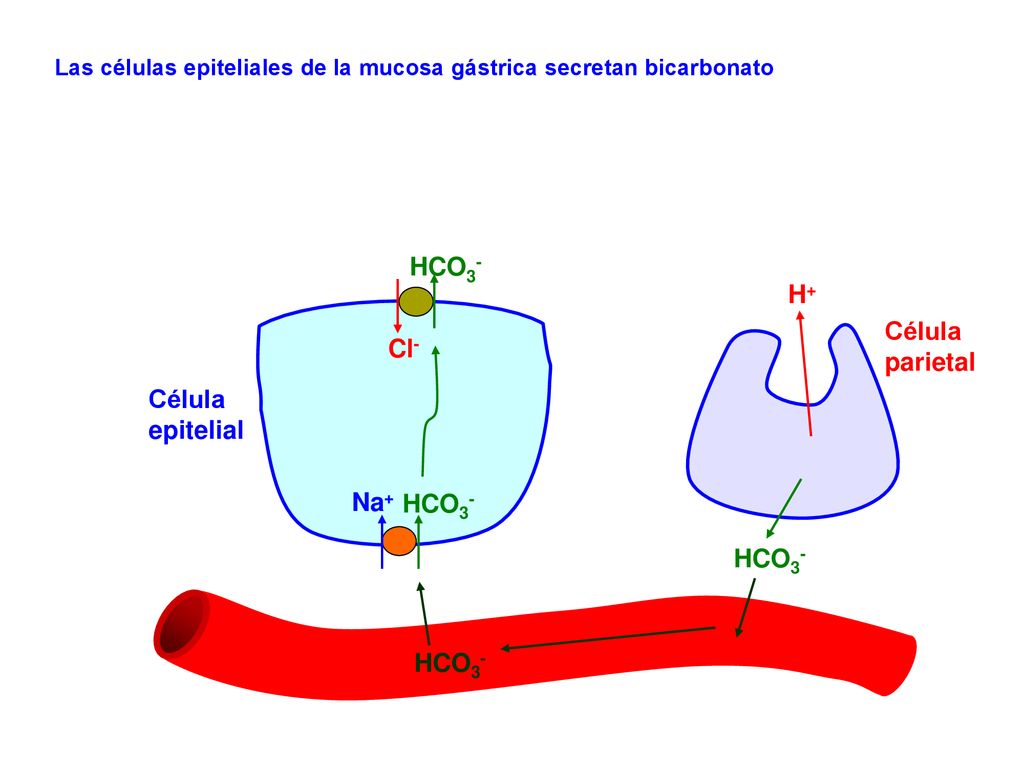 HCO3- H+ Célula parietal Cl- Célula epitelial Na+ HCO3- HCO3- HCO3-