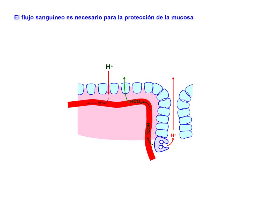 H+ El flujo sanguíneo es necesario para la protección de la mucosa
