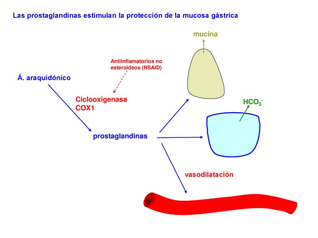 Las prostaglandinas estimulan la protección de la mucosa gástrica