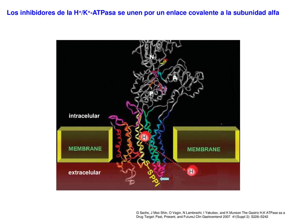 Los inhibidores de la H+/K+-ATPasa se unen por un enlace covalente a la subunidad alfa
