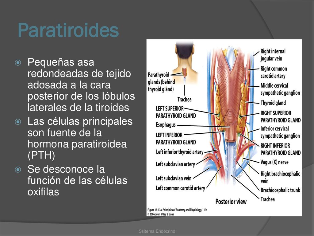 Paratiroides Pequeñas asa redondeadas de tejido adosada a la cara posterior de los lóbulos laterales de la tiroides.