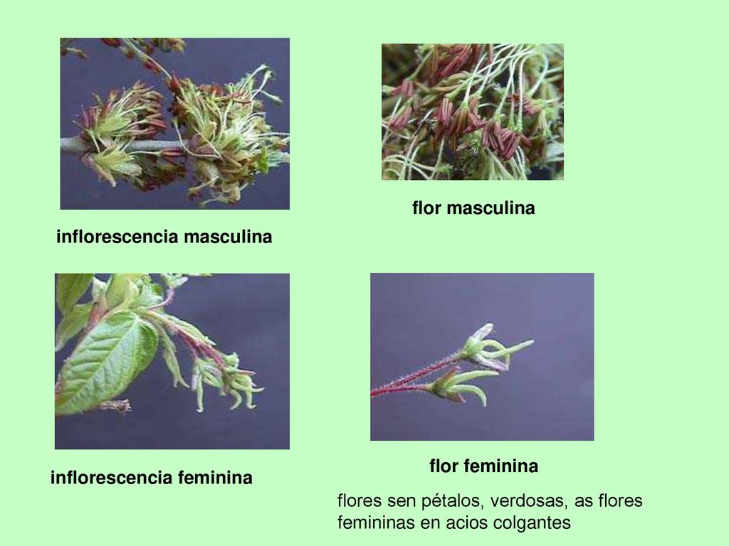 flor masculina inflorescencia masculina. flor feminina. inflorescencia feminina.