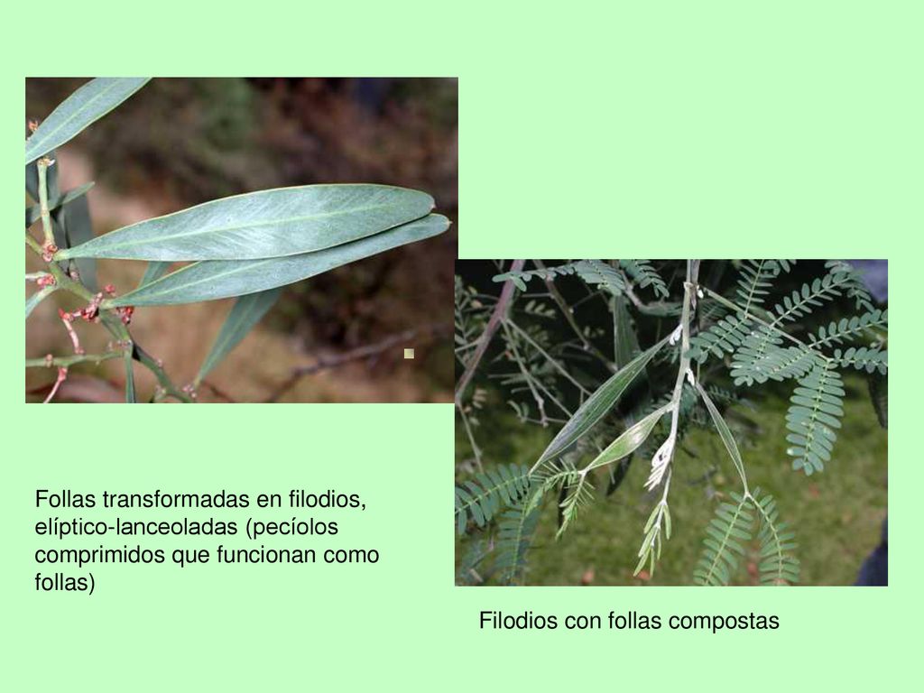 Follas transformadas en filodios, elíptico-lanceoladas (pecíolos comprimidos que funcionan como follas)