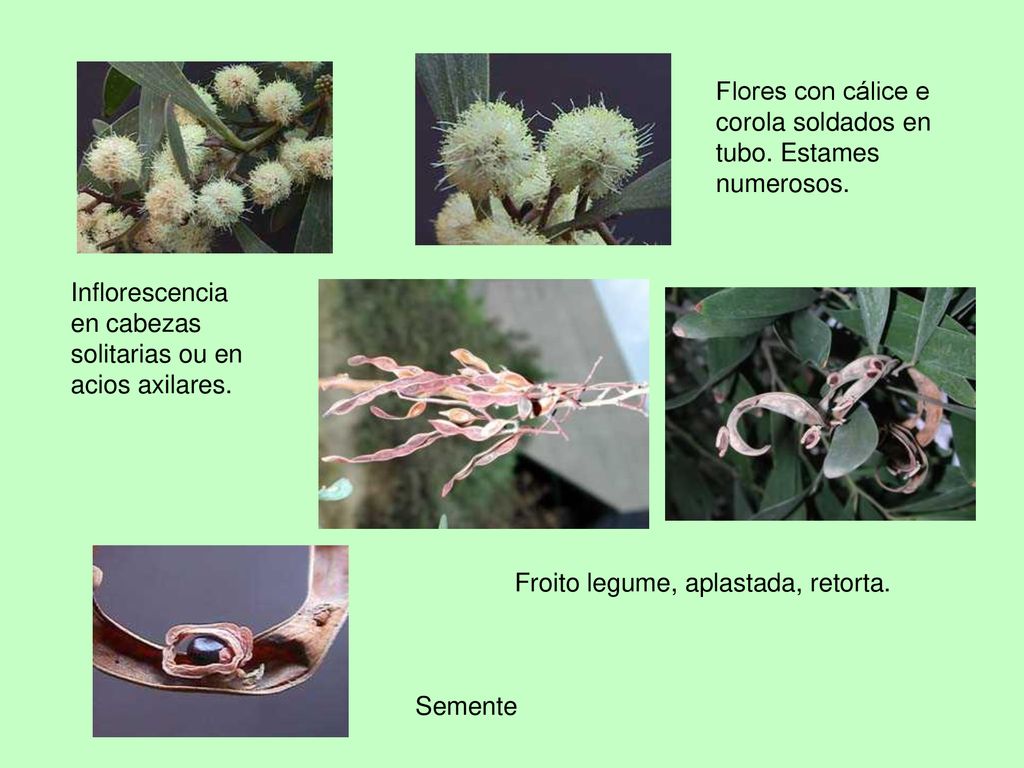 Flores con cálice e corola soldados en tubo. Estames numerosos.