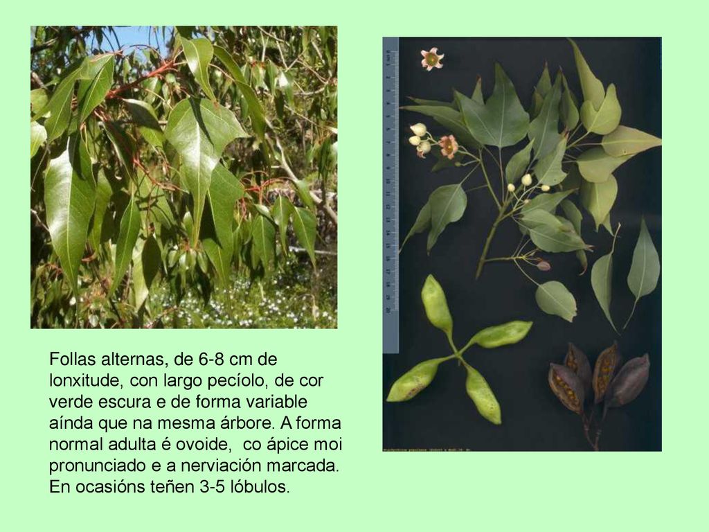 Follas alternas, de 6-8 cm de lonxitude, con largo pecíolo, de cor verde escura e de forma variable aínda que na mesma árbore.