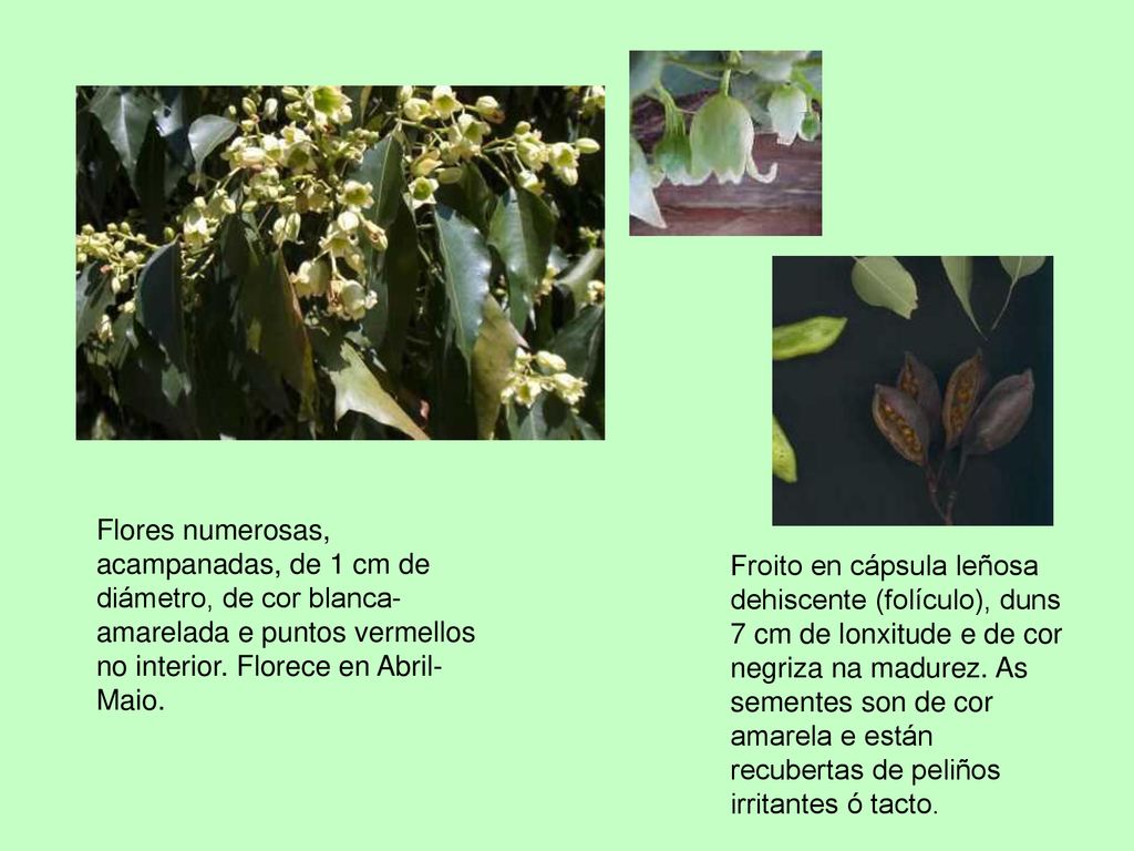 Flores numerosas, acampanadas, de 1 cm de diámetro, de cor blanca-amarelada e puntos vermellos no interior. Florece en Abril-Maio.