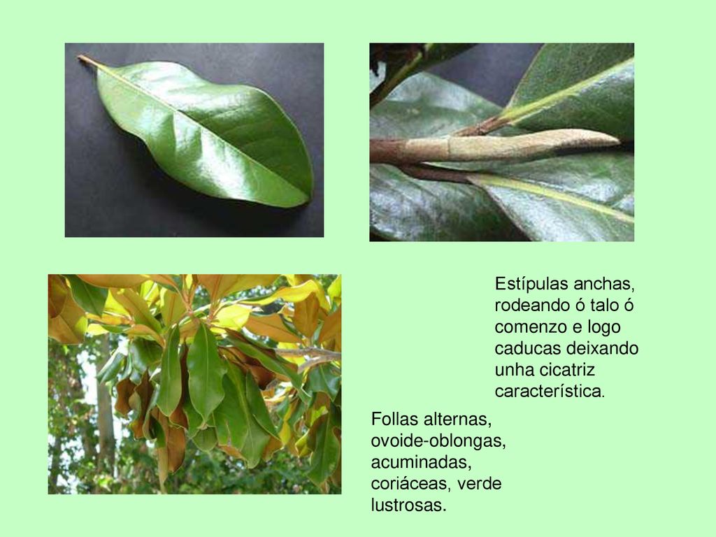 Estípulas anchas, rodeando ó talo ó comenzo e logo caducas deixando unha cicatriz característica.