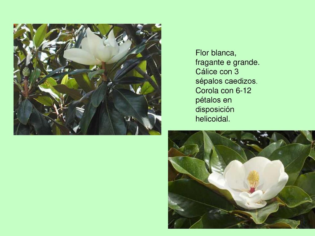 Flor blanca, fragante e grande. Cálice con 3 sépalos caedizos