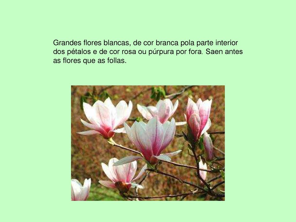 Grandes flores blancas, de cor branca pola parte interior dos pétalos e de cor rosa ou púrpura por fora.