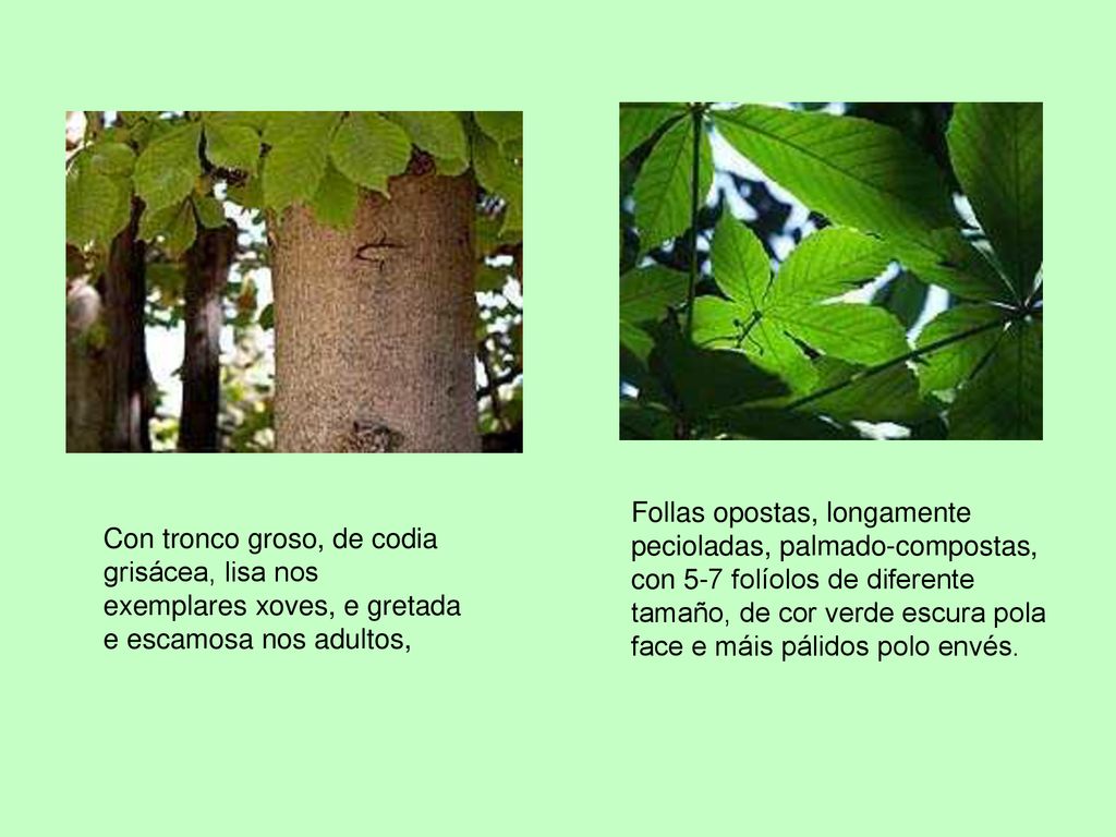 Follas opostas, longamente pecioladas, palmado-compostas, con 5-7 folíolos de diferente tamaño, de cor verde escura pola face e máis pálidos polo envés.