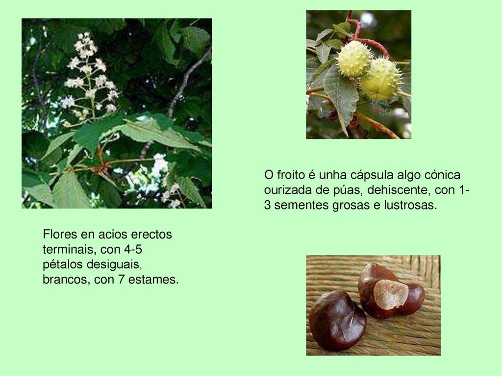 O froito é unha cápsula algo cónica ourizada de púas, dehiscente, con 1-3 sementes grosas e lustrosas.