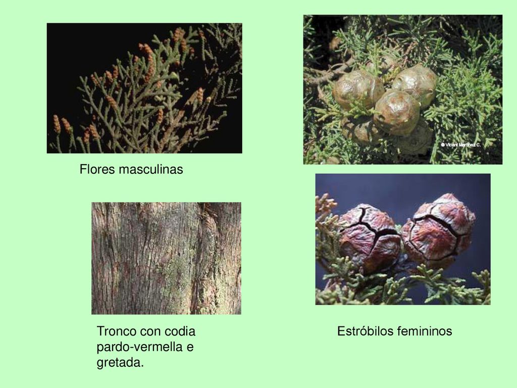 Flores masculinas Tronco con codia pardo-vermella e gretada. Estróbilos femininos