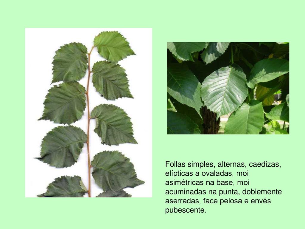 Follas simples, alternas, caedizas, elípticas a ovaladas, moi asimétricas na base, moi acuminadas na punta, doblemente aserradas, face pelosa e envés pubescente.