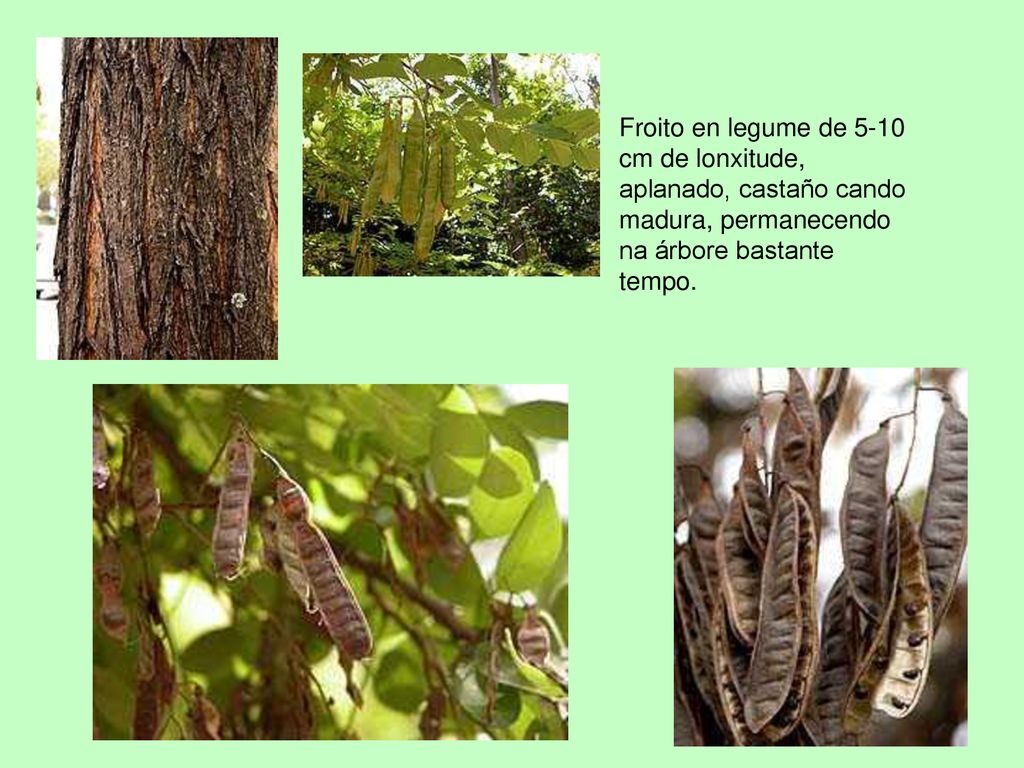 Froito en legume de 5-10 cm de lonxitude, aplanado, castaño cando madura, permanecendo na árbore bastante tempo.