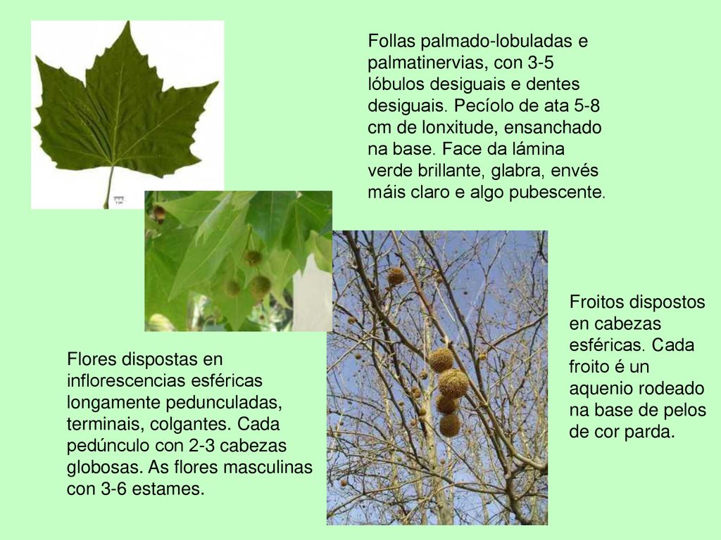 Follas palmado-lobuladas e palmatinervias, con 3-5 lóbulos desiguais e dentes desiguais. Pecíolo de ata 5-8 cm de lonxitude, ensanchado na base. Face da lámina verde brillante, glabra, envés máis claro e algo pubescente.